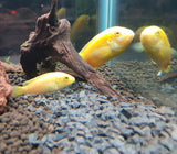 Electric Yellow Cichlid Temperature Range: Optimal Care Guide