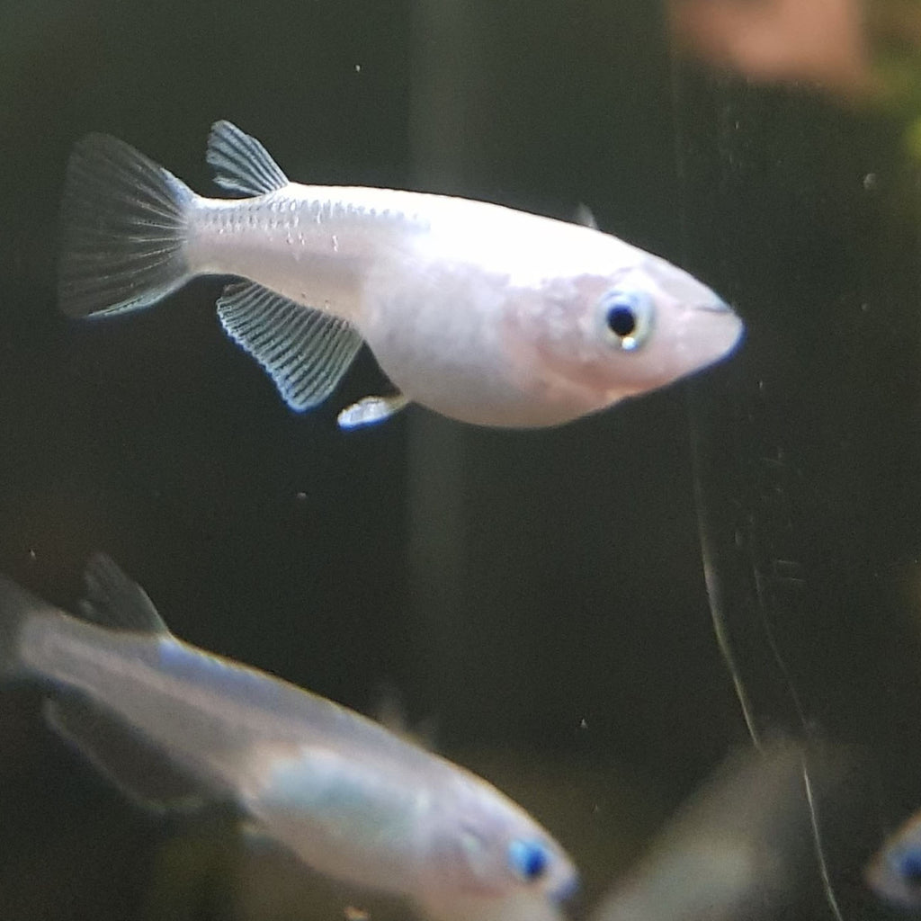 Japanese Rice Fish (Platinum Medaka) - Buy Online – Sydney Aquascapes