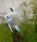 Assorted Angelfish Large