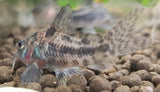 Corydoras Paleatus (Peppered Cory)