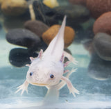 Axolotl Albino (Large)