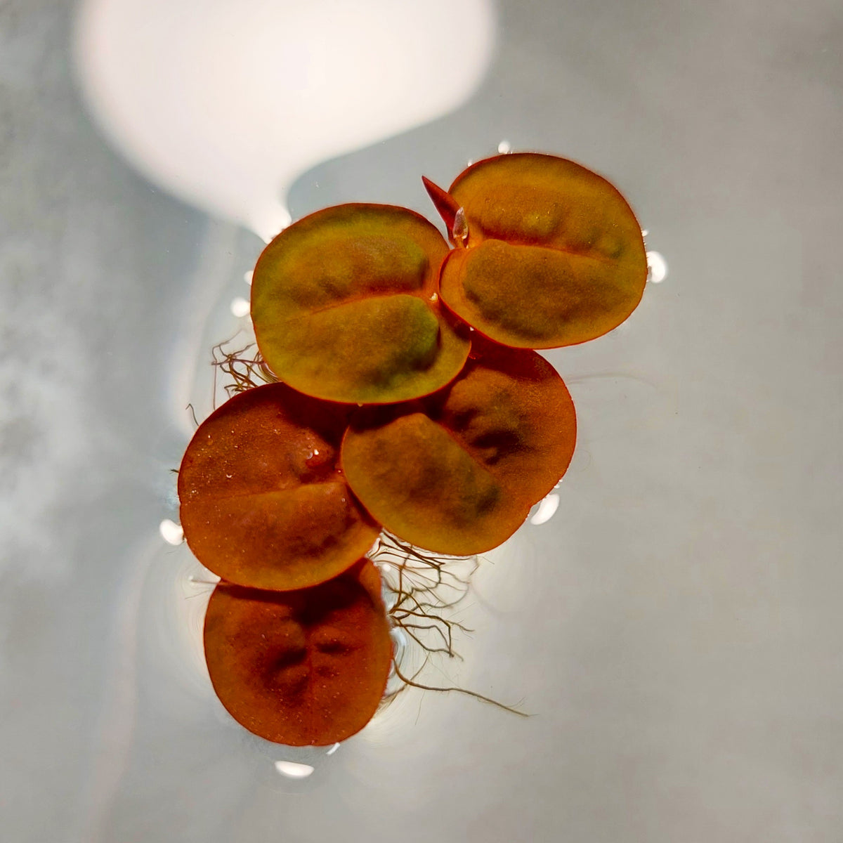 Red Root Floaters – Sydney Aquascapes