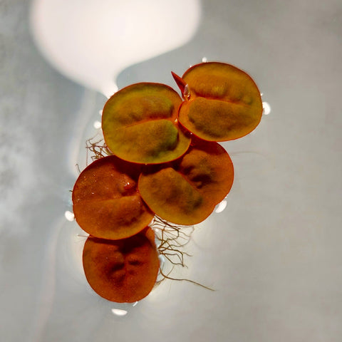 Red Root Floaters