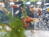 Tiger Snakeskin Guppy