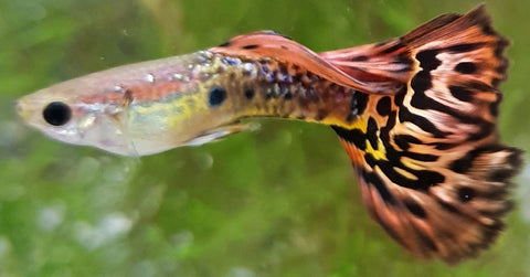 Tiger Snakeskin Guppy