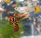 Tiger Snakeskin Guppy