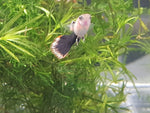 Pink Tuxedo Guppy (Male)