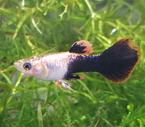 Pink Tuxedo Guppy (Male)