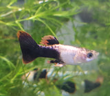 Pink Tuxedo Guppy (Male)