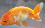 Goldfish- Ranchu Large 7-9cm size