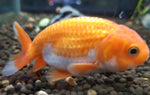 Goldfish- Ranchu Large 7-9cm size