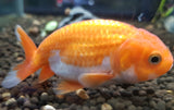 Goldfish- Ranchu Large 7-9cm size