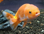 Goldfish- Ranchu Large 7-9cm size