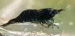 Black Shrimp (Neocaridina davidi)