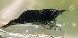 Black Shrimp (Neocaridina davidi)