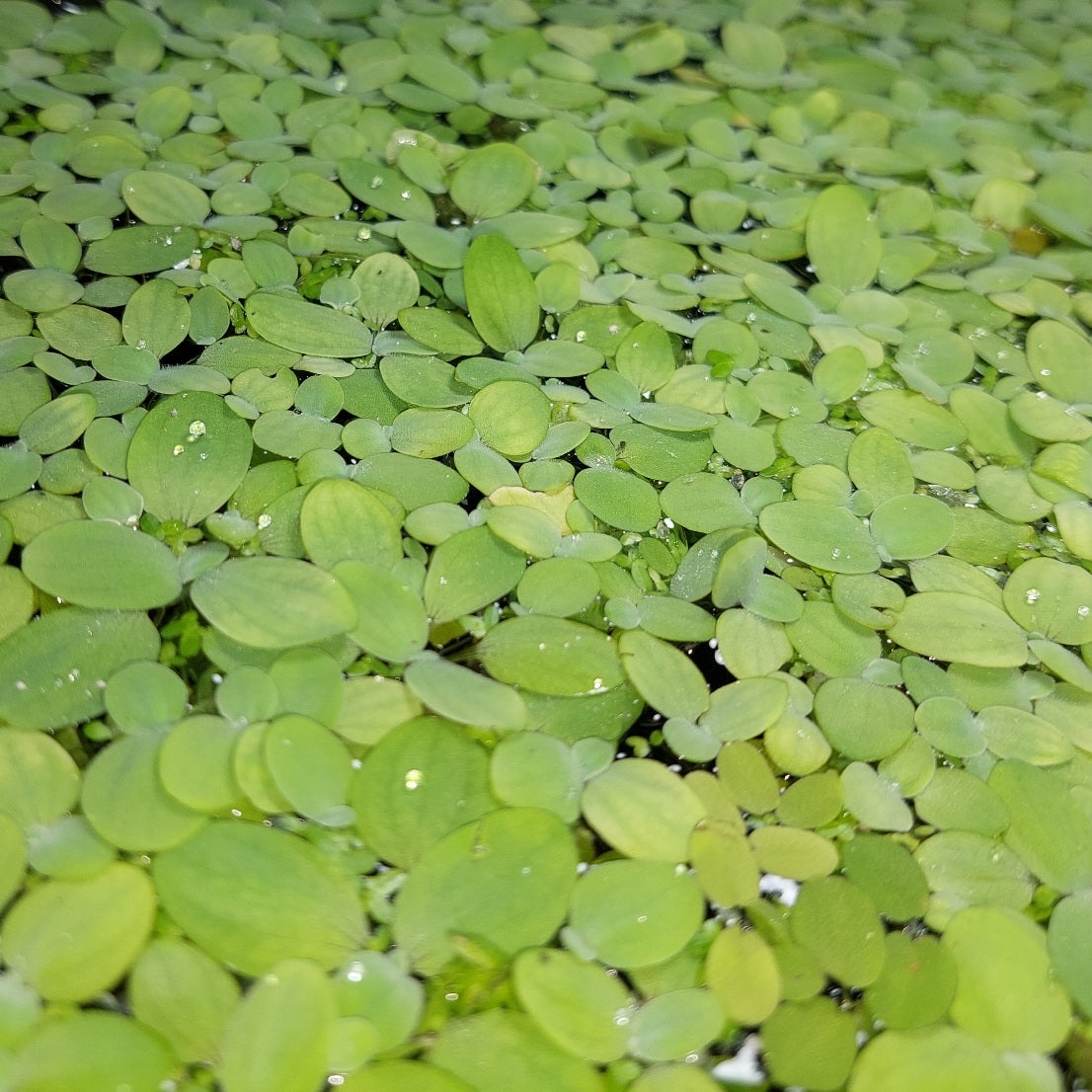 Giant Water Spangles Bunch – Sydney Aquascapes