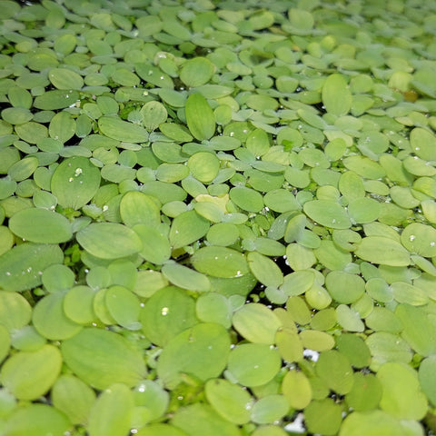 Giant Water Spangles Bunch