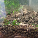 Spotted Kuhli Loach