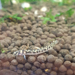 Spotted Kuhli Loach