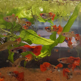 Platinum Redtail Guppy