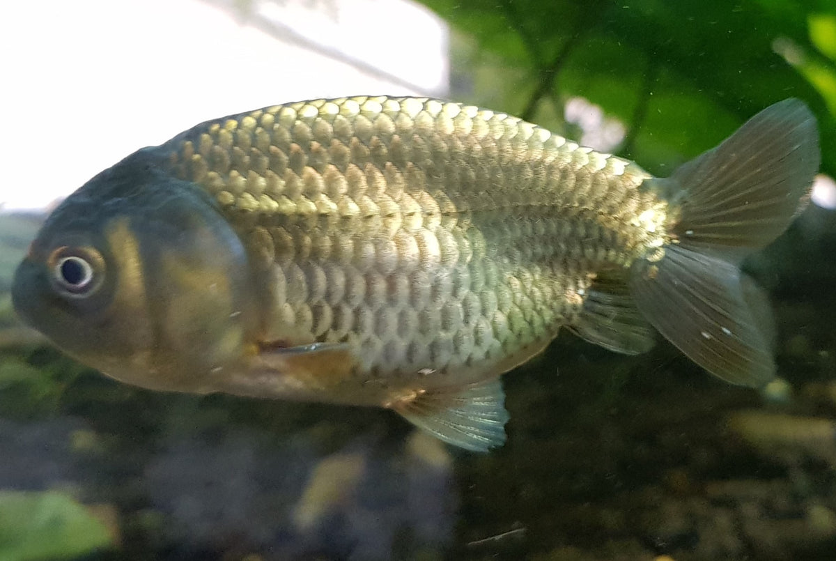 Goldfish- Black Bronze Ranchu small – Sydney Aquascapes