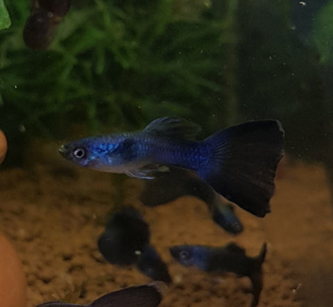 Blue/Green Moscow Guppy (Male)