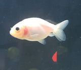 Goldfish- Assorted White/Pink Ranchu small