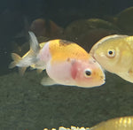 Goldfish- Calico Ranchu