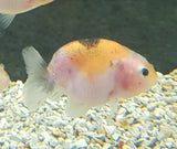 Goldfish- Calico Ranchu