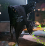 Black Angelfish Medium