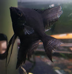 Black Angelfish Medium