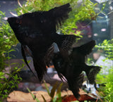 Black Angelfish Medium