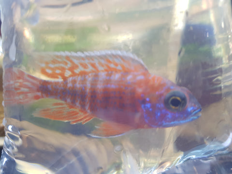 Red Peacock Cichlid