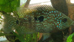 Super Green Texas Cichlid