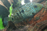 Super Green Texas Cichlid