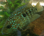 Super Green Texas Cichlid