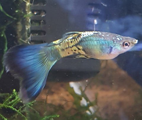 Blue Sapphire Guppy