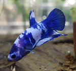 Blue Dot HM Plakat Betta