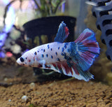 Blue Dot HM Plakat Betta