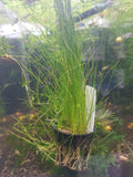 Hairgrass