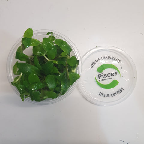 Lobelia cardinalis tissue culture