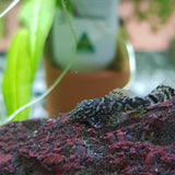 Baby Bristlenose Pleco (Catfish)