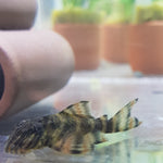 Alenquer Tiger L397 Bristlenose Pleco