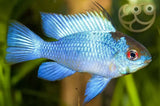 Electric Blue Ram/ Neon Ram Cichlid