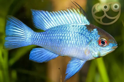 Electric Blue Ram/ Neon Ram Cichlid