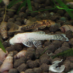 Albino Bristlenose Pleco