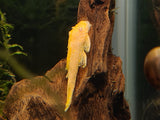 Albino Bristlenose Pleco