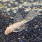 Albino Longfin Bristlenose Pleco