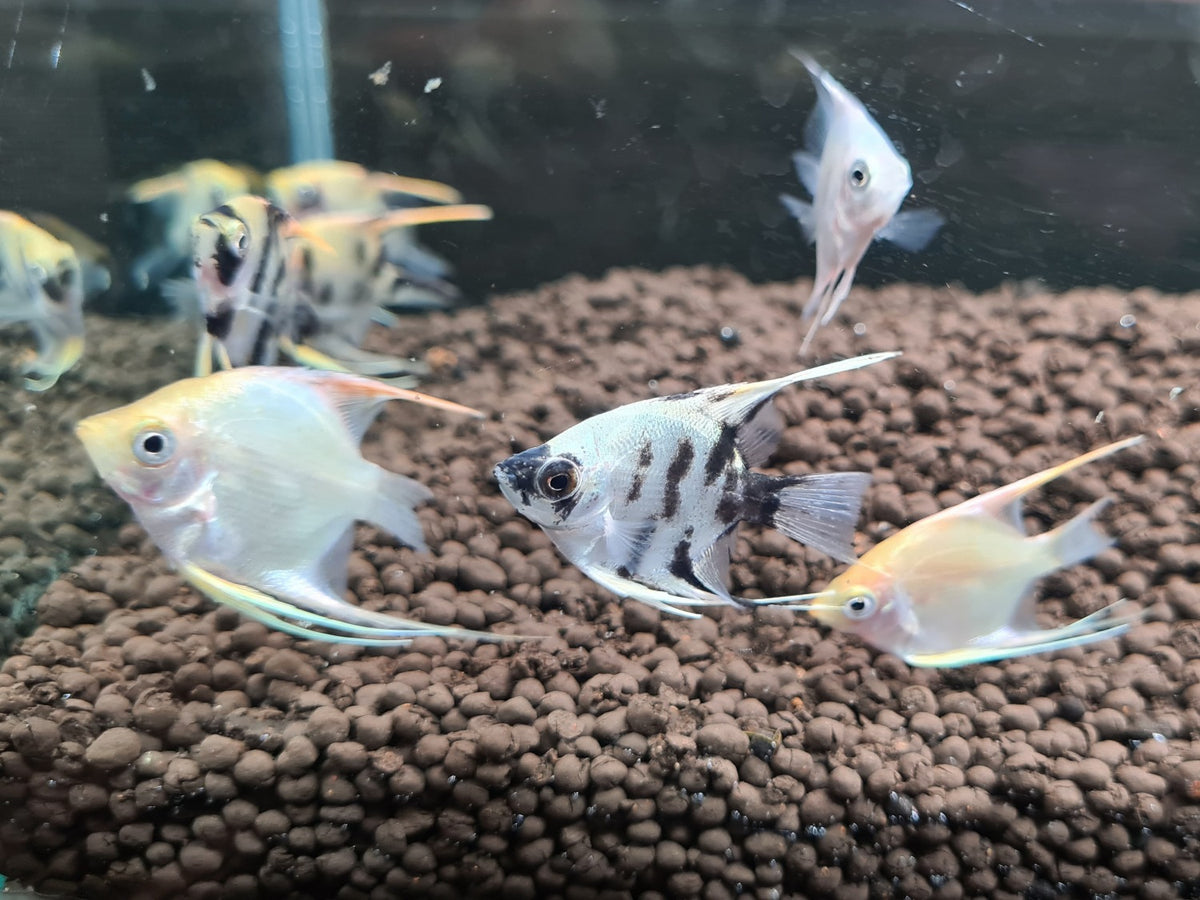 Assorted Angelfish Small – Sydney Aquascapes