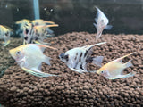 Assorted Angelfish medium